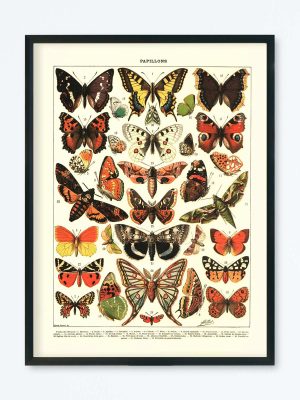 POSTER VINTAGE PAPILLONS