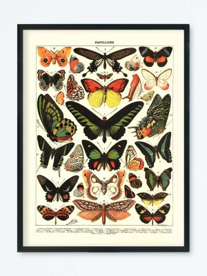 POSTER VINTAGE PAPILLONS