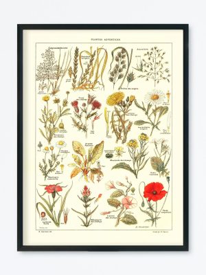 POSTER VINTAGE PLANTES ADVENTICES