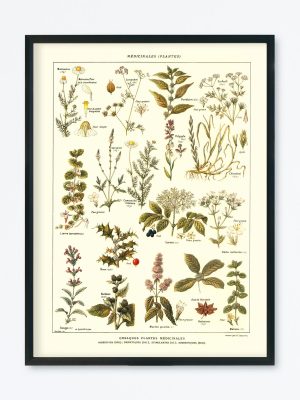 POSTER VINTAGE PLANTES MÉDICINALES