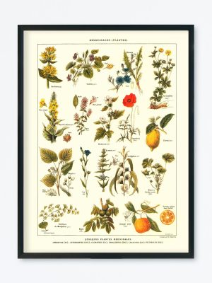 POSTER VINTAGE PLANTES MÉDICINALES