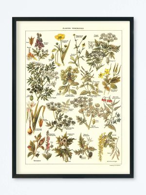 POSTER VINTAGE PLANTES VÉNÉNEUSES