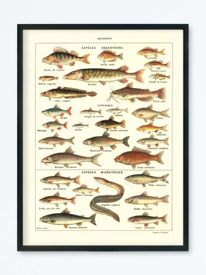 POSTER VINTAGE POISSONS